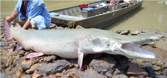 A large alligator gar from the lower Mississippi River